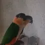 Двойка чернотеменни кайки, снимка 2