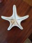 Морска звезда от тропически морета, снимка 2