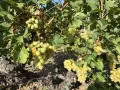продавам винено грозде сорт мерло и кабарне обл.Пловдив и за ракия , снимка 2
