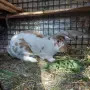 Продавам  зайци, снимка 1