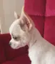Чихуахуа момченце, снимка 2