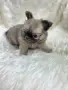 Чихуахуа момиченце, снимка 5