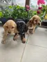 чистокръвни кокер шпаньоли, снимка 3