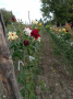 Щамбови рози, цветово разнообразие., снимка 11