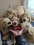 Големи плюшени кучета IKEA, снимка 1 - Плюшени играчки - 44318589
