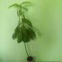 Голямо авокадо, снимка 1 - Стайни растения - 37803926