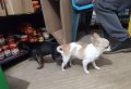 Мъжки чихуахуа за разплод, мъжко куче търси женска, снимка 4