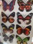 5D 8 бр пеперуди pvc стикер стикери за стена и мебели украса декор, снимка 6