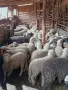 звиски шилета за продан , снимка 4