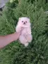 Мини момченце. Померан., снимка 3
