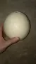 Продавам щраусово яйце, снимка 3