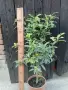 кумкуат с плодове , снимка 1