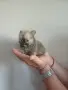 померан мини шпиц мъжко, снимка 1