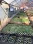 Продавам раздад за домати и краставици, снимка 3
