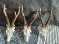 красиви сръндаци, снимка 1