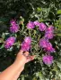 Delosperma cooperi – Делосперма Купера, снимка 3