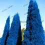 100 бр. семена кипарис синя елха бор сини иглолистни кипарисови дървета бонсай екзотични за декораци, снимка 16