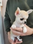 Чихуахуа , снимка 10