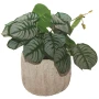 Декоративно растение в кашпа, 20см  Код P1030, снимка 1