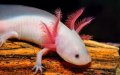 Аксолотъл - Перник Axolotl , снимка 2