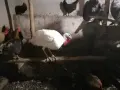 Пуяци и гъски!! , снимка 2