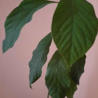 Авокадо (Persea americana), снимка 2 - Стайни растения - 39802418