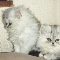 Персийски котета сребърна чинчила, снимка 5 - Персийска - 38448297