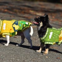  Ръчно бродирани перуански кучешки дрешки различни цветове и размери, снимка 18 - За кучета - 42804804
