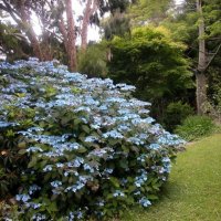 Синя Хортензия, Hydrangea  Blue Deckle, снимка 2 - Градински цветя и растения - 40075680