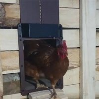 Автоматична врата за курник, кокошарник, снимка 3 - За птици - 37093748