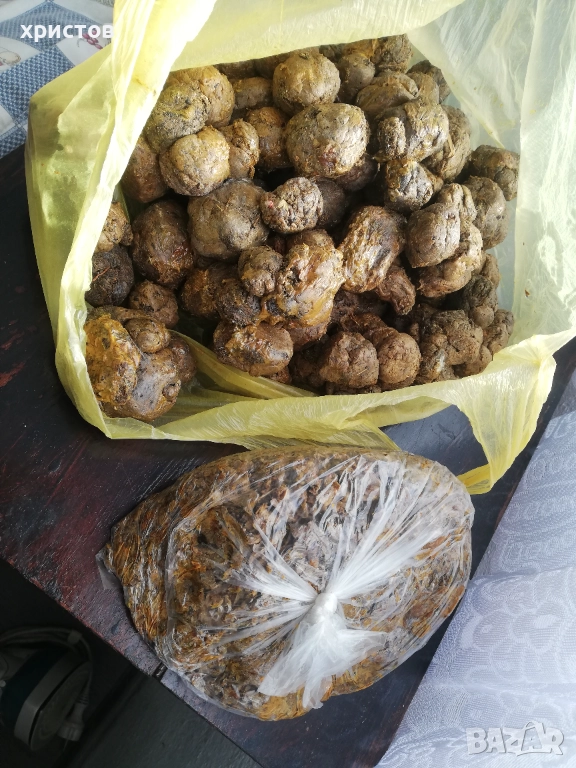 Прополис, снимка 1