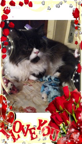  Ваксинирани персийски дългокосмести многоцветни котки с ЕС паспорт,микрочип домашни принцове!, снимка 1