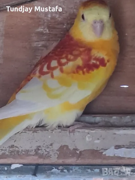 пойни млади пилета, снимка 1