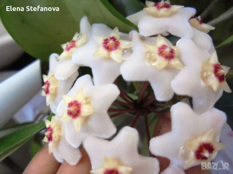 Hoya Carnosa (хоя, восъчно цвете), снимка 1