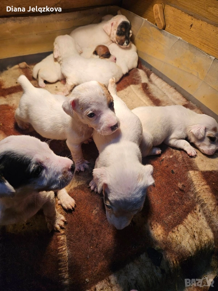 Джак Ръсел бебета, снимка 1