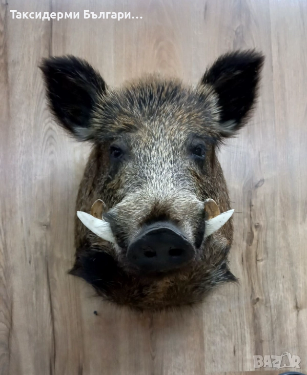 Препариран глиган, снимка 1