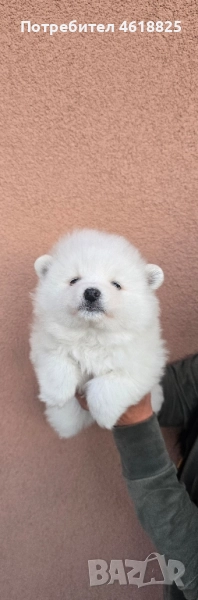 Померан , снимка 1