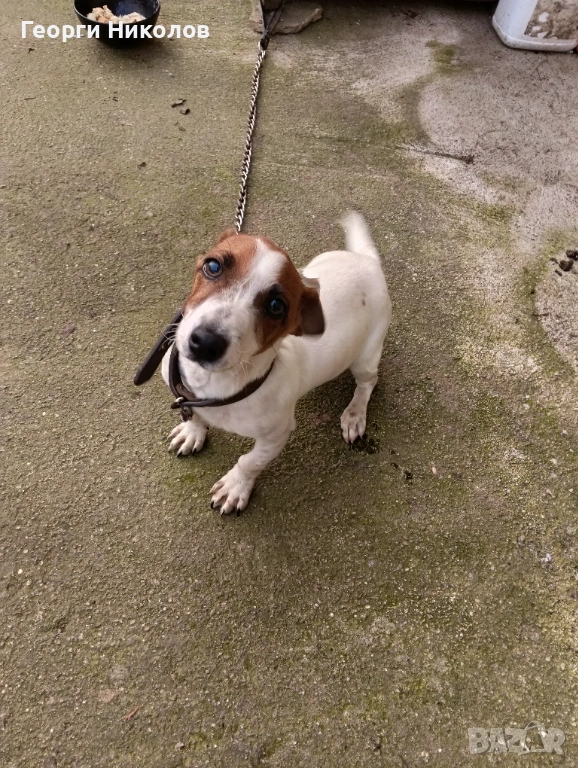 Джак Ръсел , снимка 1