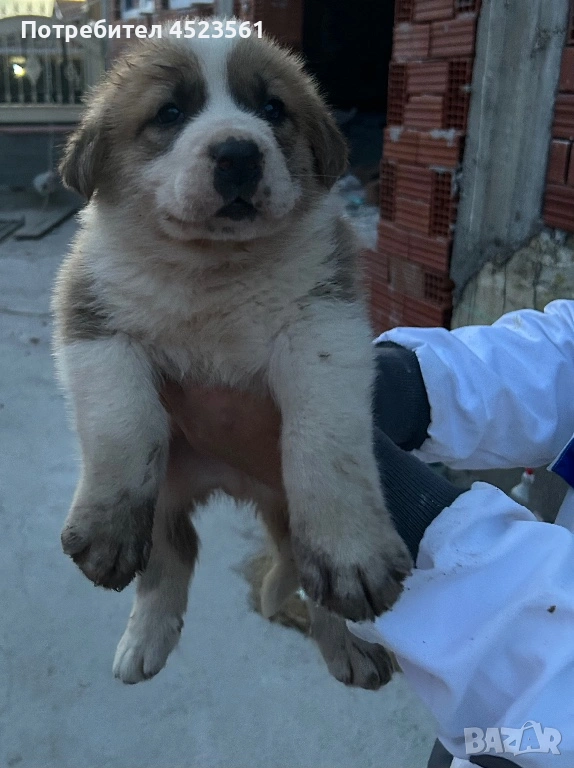 Сао-Алабай, снимка 1