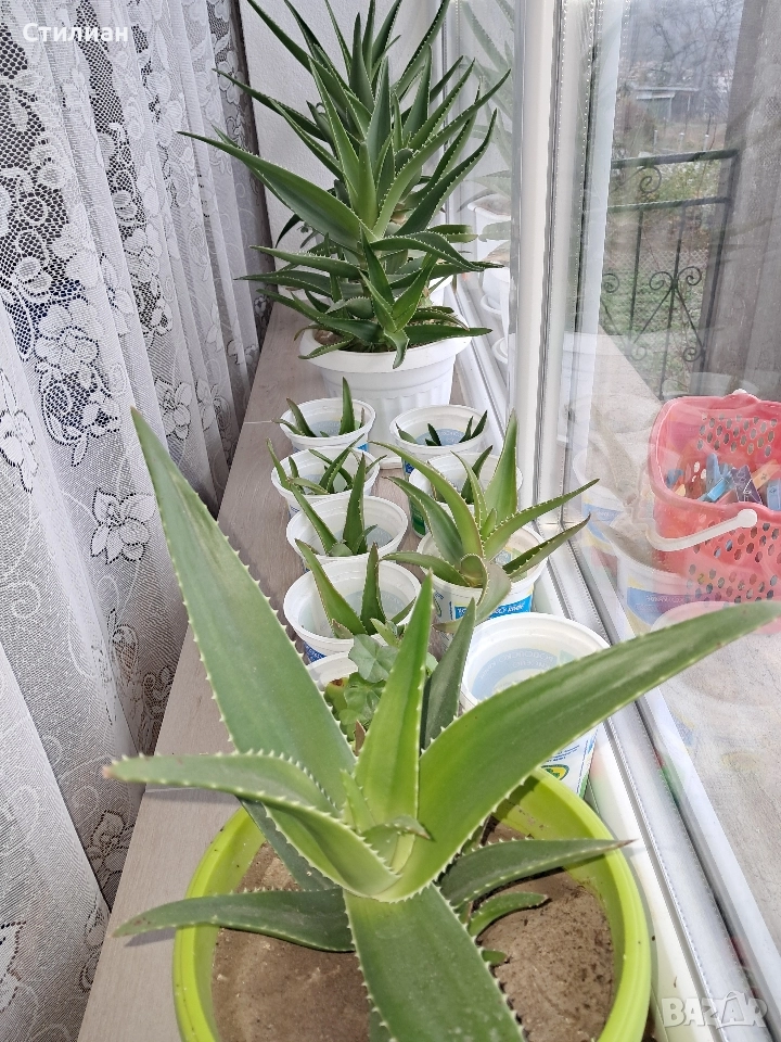 Алое вера растения, снимка 1