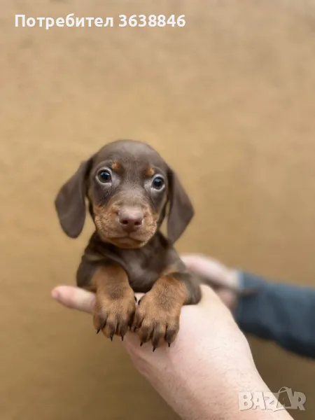 Мини дакел, снимка 1