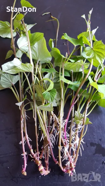 Сладки Картофи "Батати", снимка 1