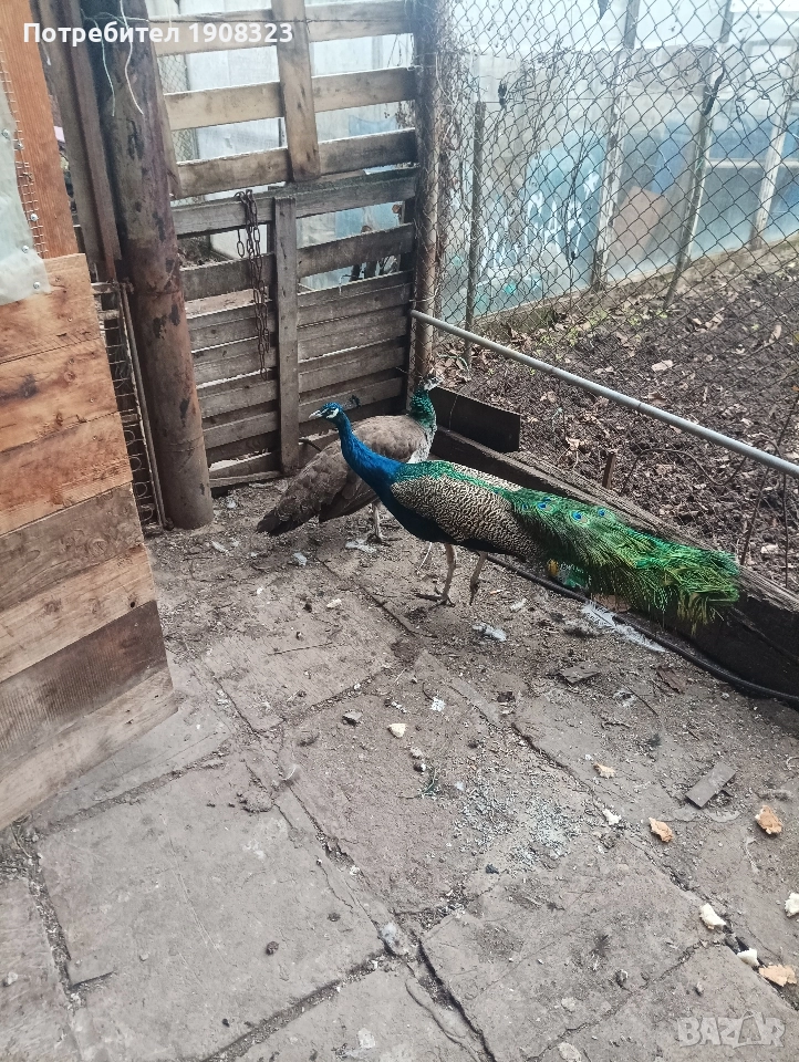 продавам пауни , снимка 1