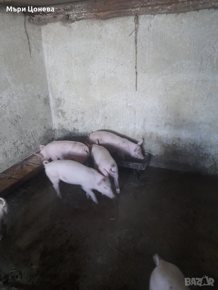 малки прасенца , снимка 1