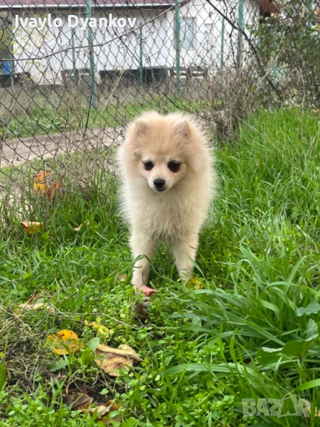 Померанче за всеки, снимка 1