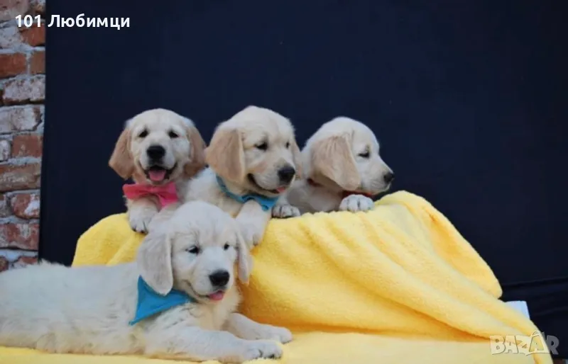 Голдън ретривър , снимка 1