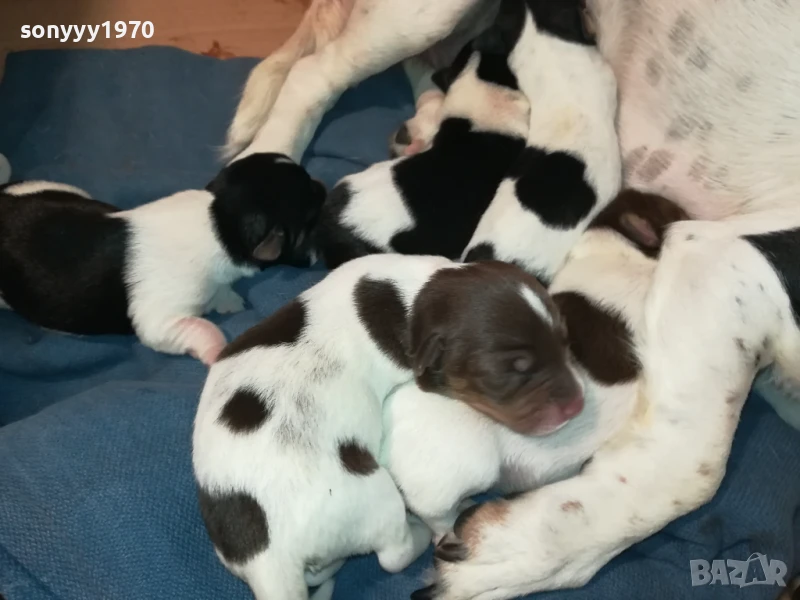 ДЖАК РЪСЕЛ-КУТРЕТА 250ЛВ ЗА ЕДНО 1708251005, снимка 1