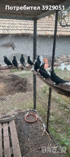 Продавам гълъби , снимка 1