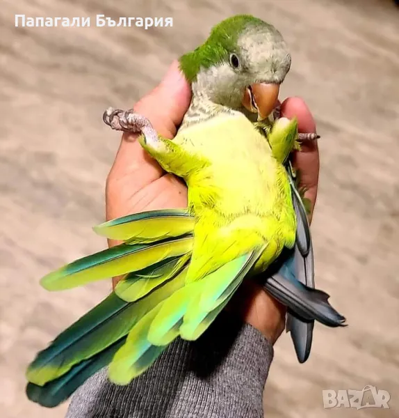 Папагали Монах - Ръчно хранени, снимка 1