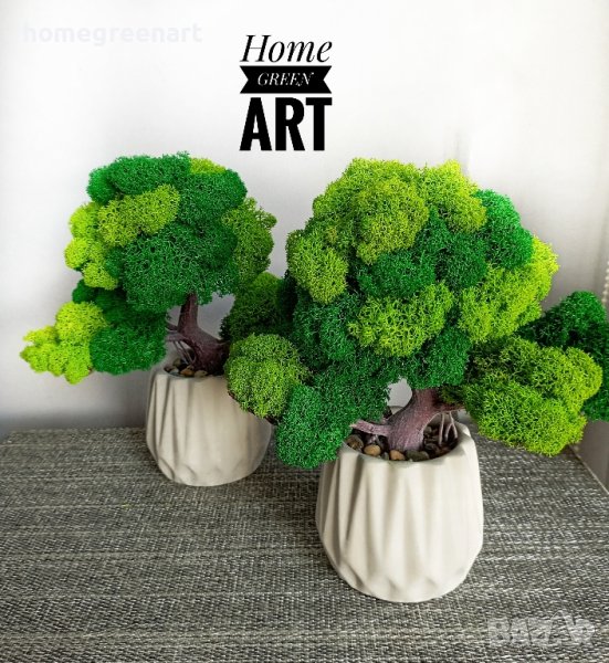 Бонзай със скандинавски мъх, снимка 1